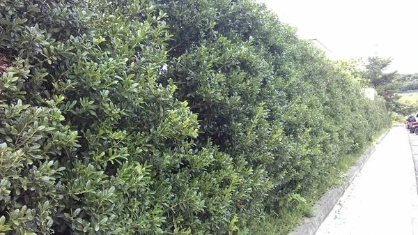 ( 英國冬青 )玉粒紅