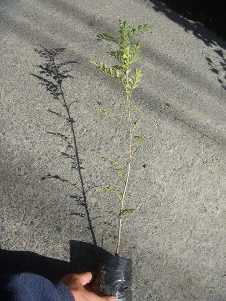 (光臘樹)白雞油