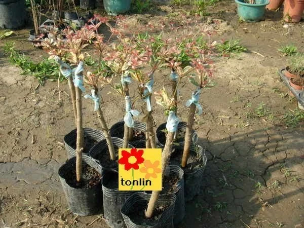 錦葉欖仁