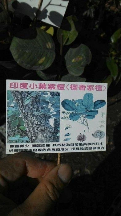 印度小葉紫檀