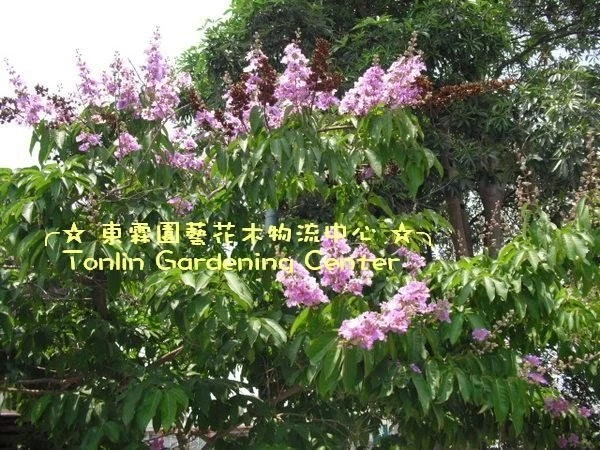 (大花紫葳)大花紫薇