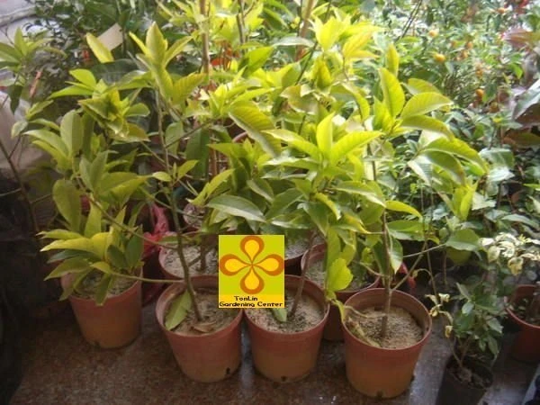 (白玉蘭花)玉蘭花