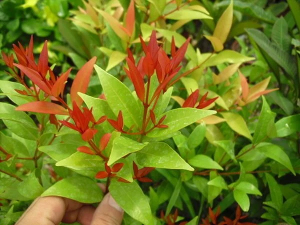 (長紅木)長虹木