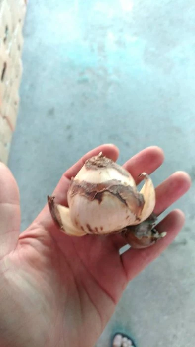 (水仙)中國水仙