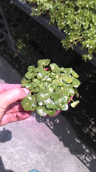(錢幣草)圓幣草
