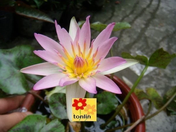 (子母蓮)蓮花