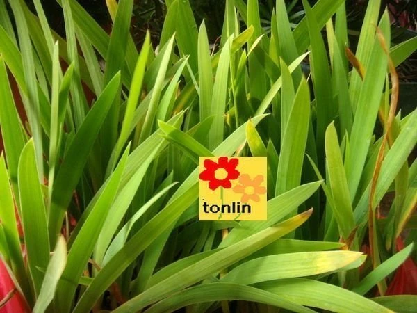 射干