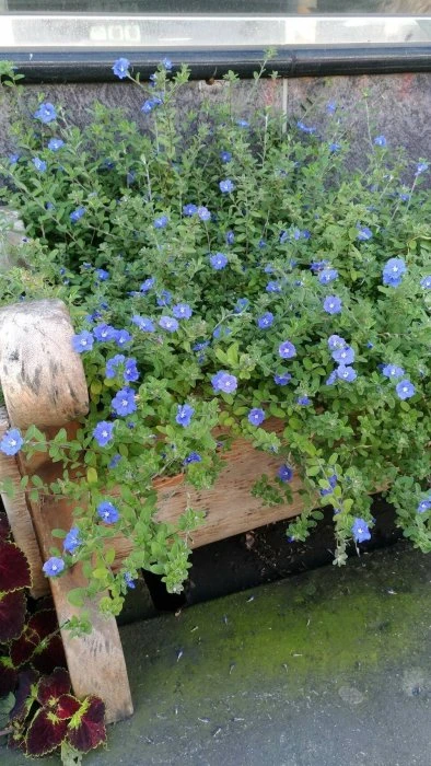 藍星花