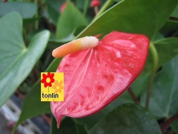 火鶴花