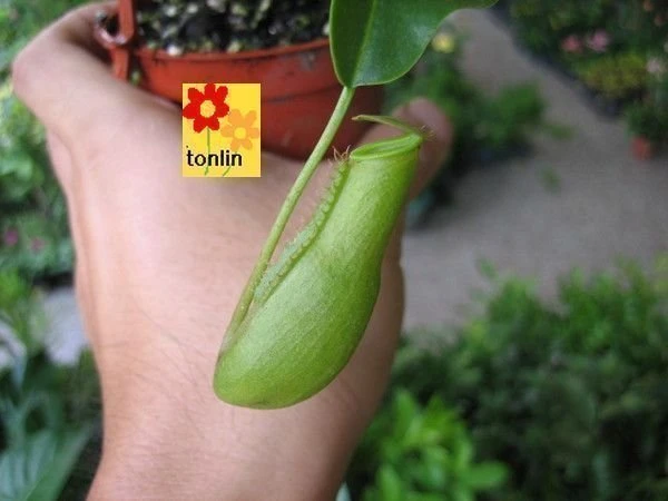 豬籠草