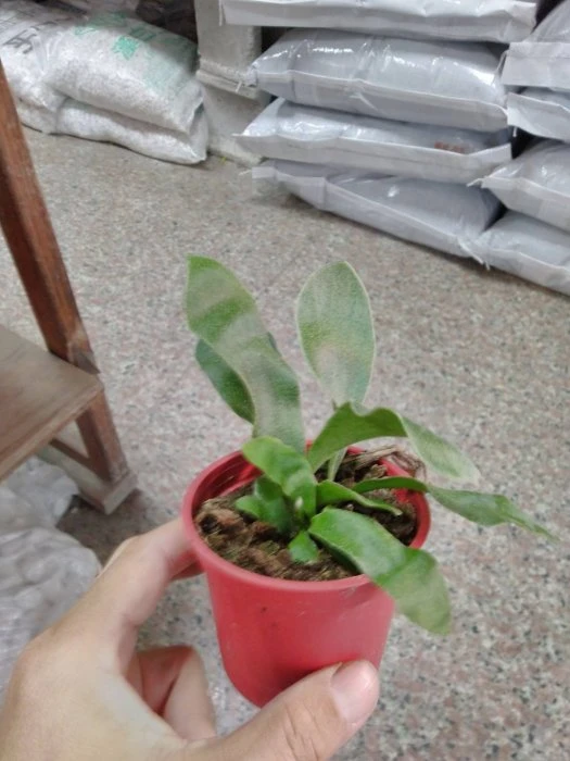 鹿角蕨