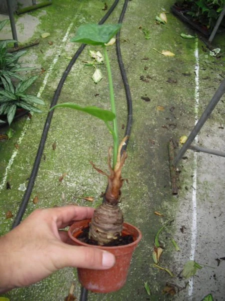 佛手芋