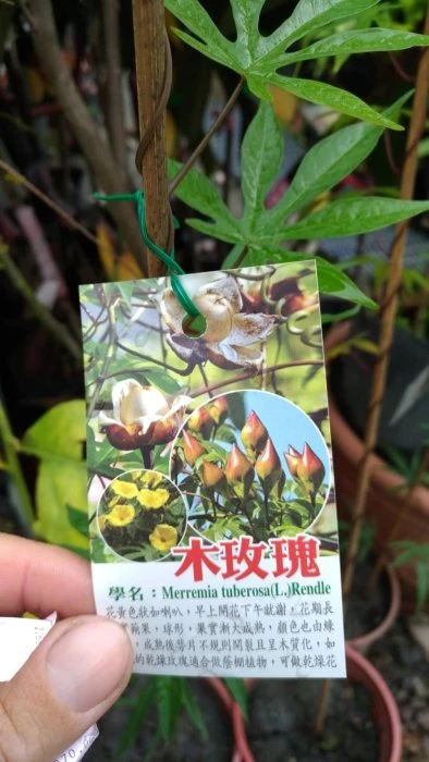 木玫瑰