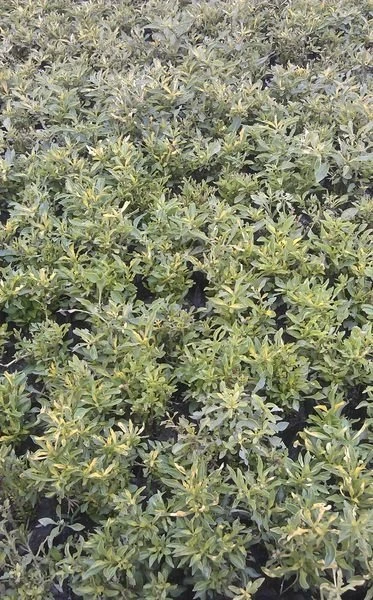 (紅莧草) 綠莧草
