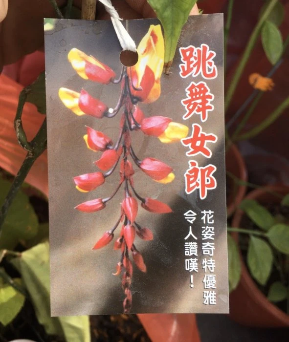 跳舞女郎