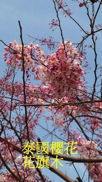 (花旗木)泰國櫻花