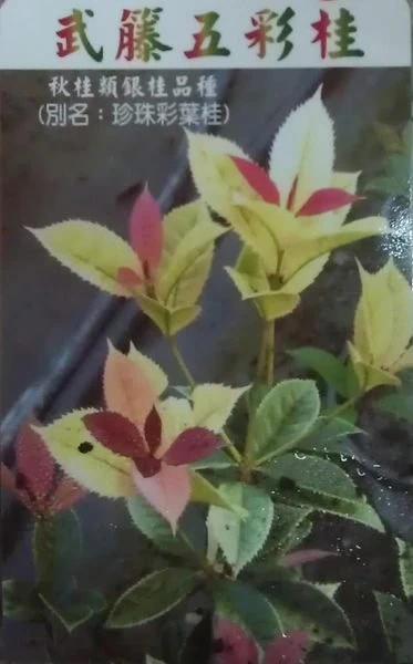 珍稀桂花** (五彩桂)珍珠彩葉桂