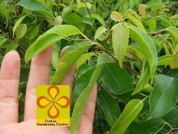 超優質樹種( 垂榕) . .圍籬適用