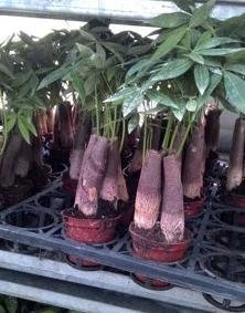 馬拉巴栗