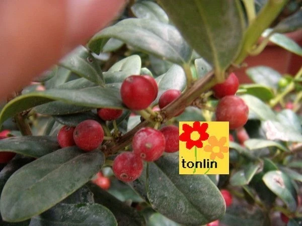 ( 英國冬青 )玉粒紅
