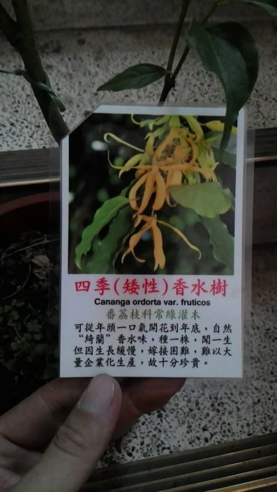 (四季矮種香水樹)香水樹