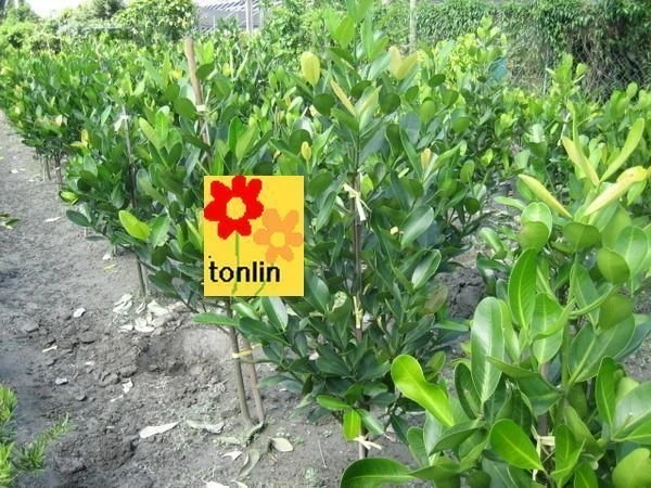 福木(福樹)
