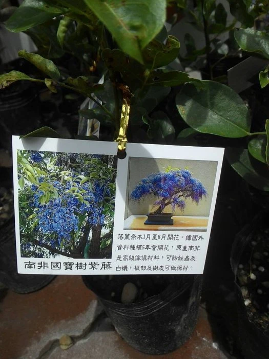 新興喬木(樹紫藤)南非樹紫藤/非洲樹紫藤