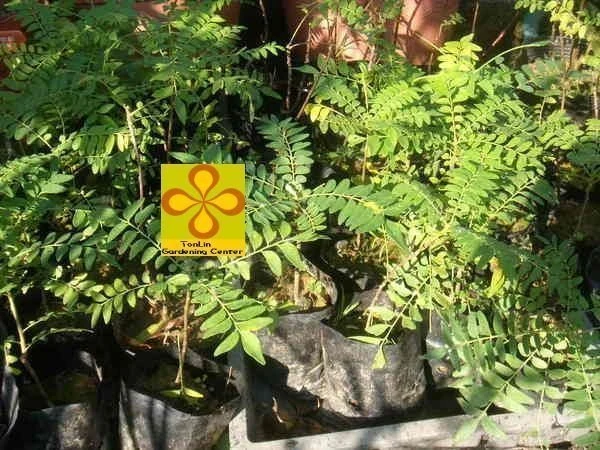 過山香