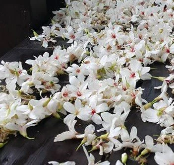 (油桐花)油桐