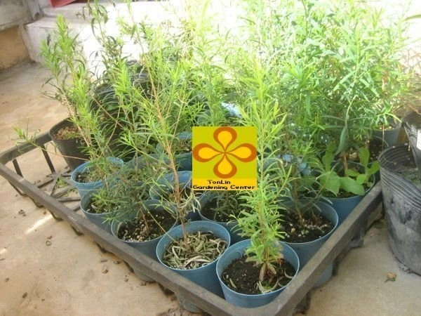 香草植物( 澳洲茶樹 )