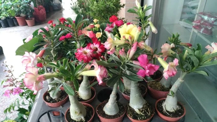 沙漠玫瑰