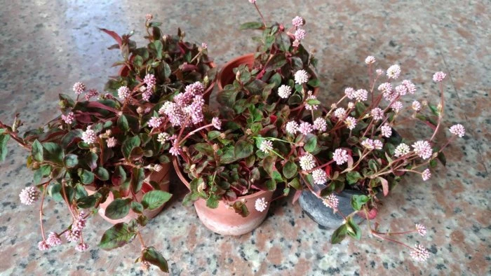 粉球藜(頭花蓼)