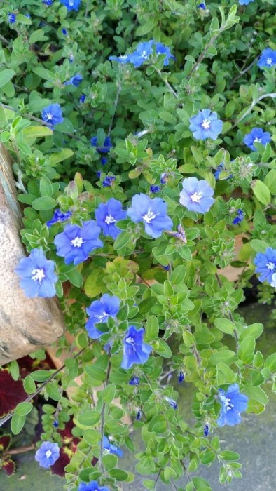 藍星花