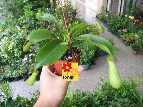 豬籠草