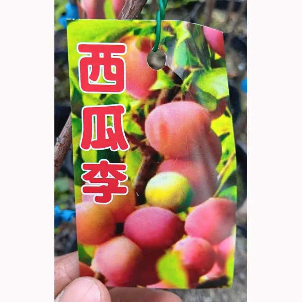 西瓜李