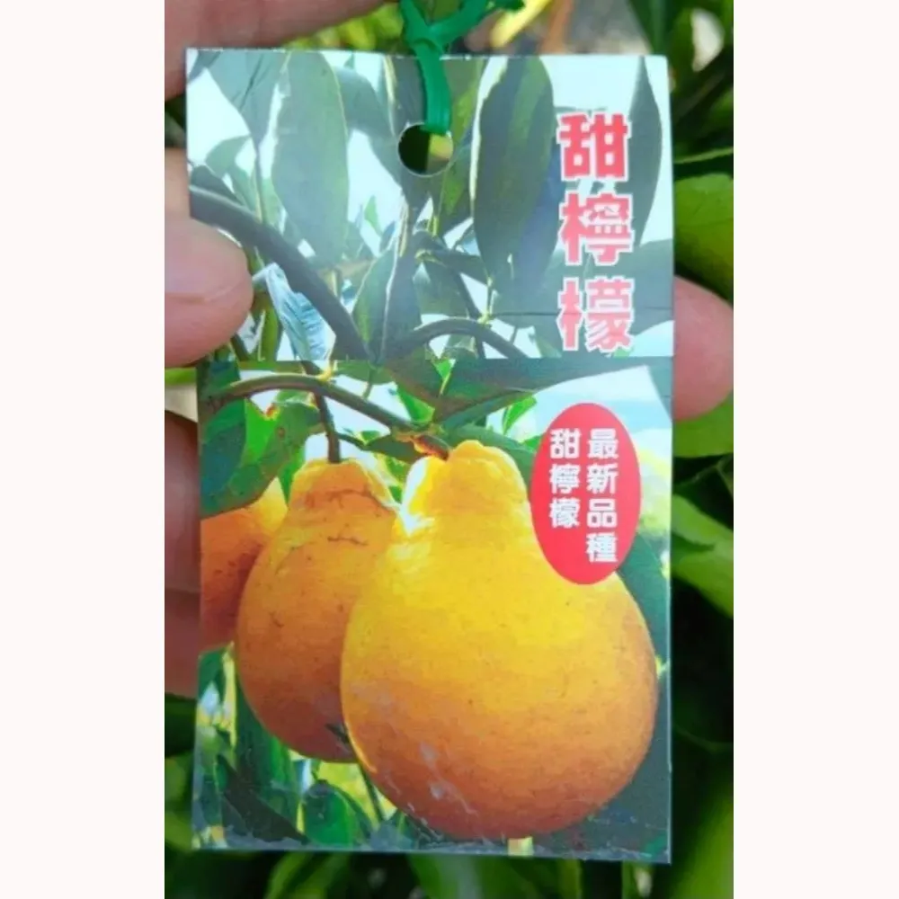 甜檸檬（三寶柑）