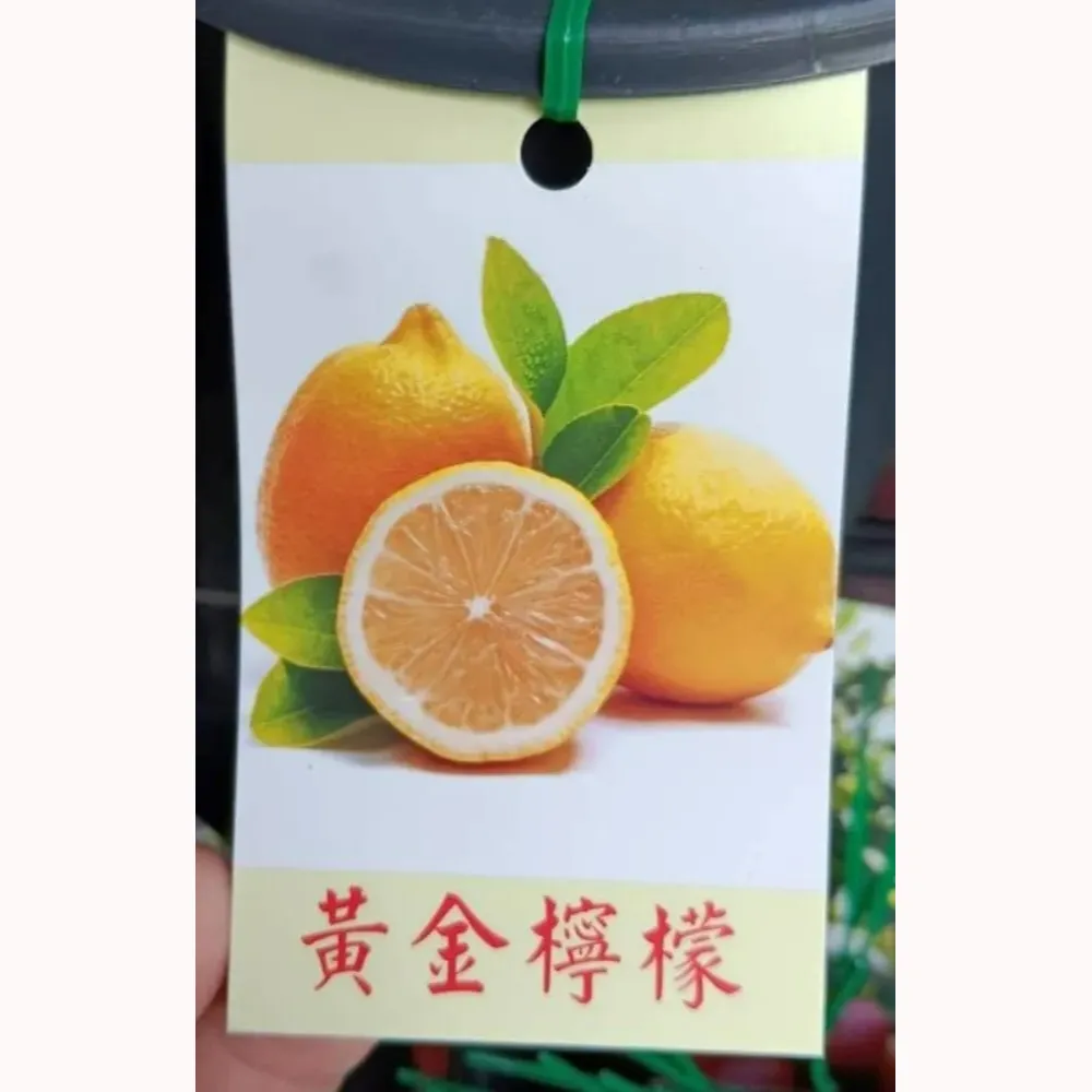 黃金檸檬