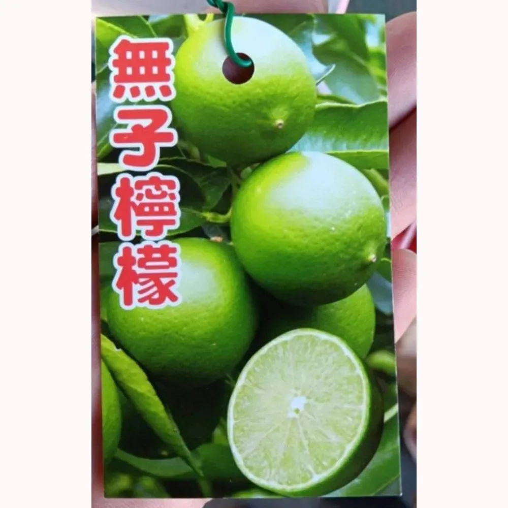 無子檸檬