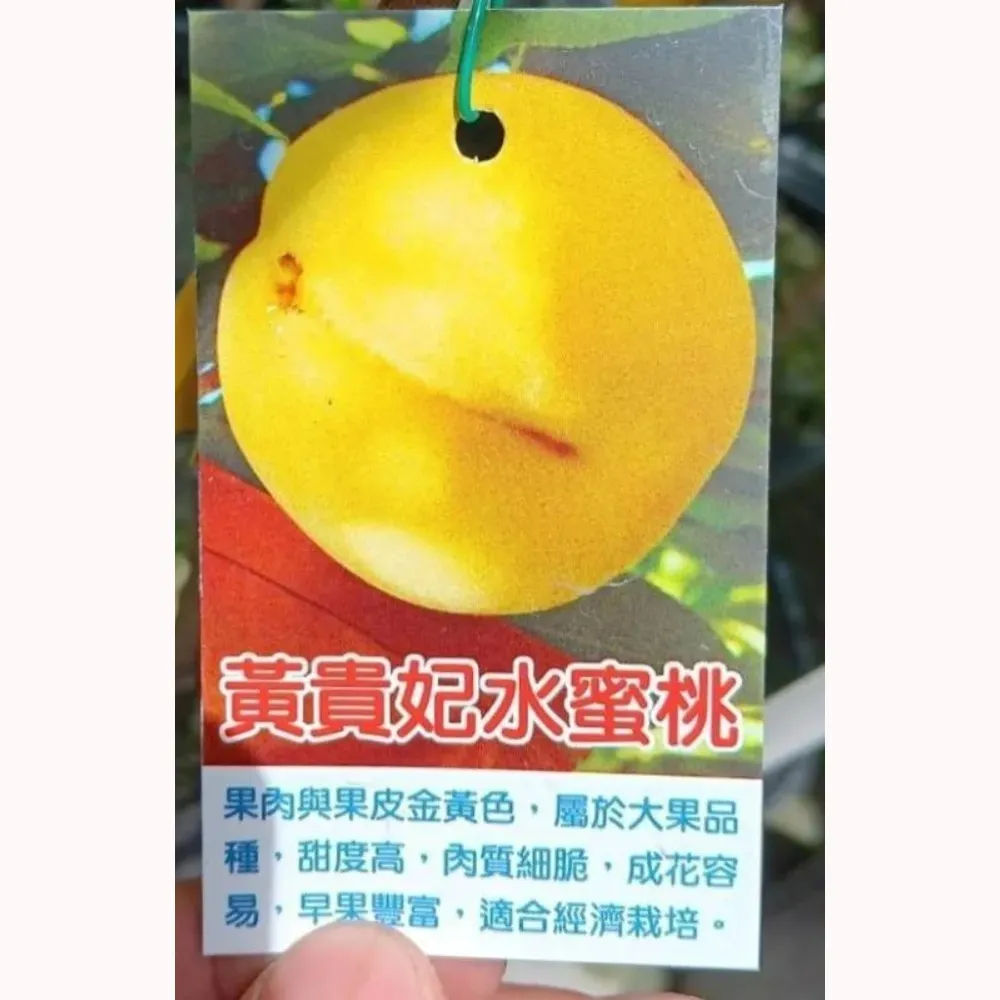 黃貴妃水蜜桃