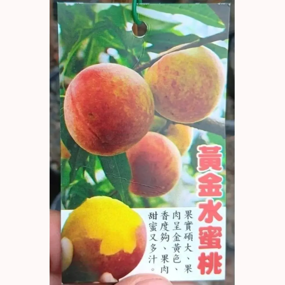 黃金水蜜桃