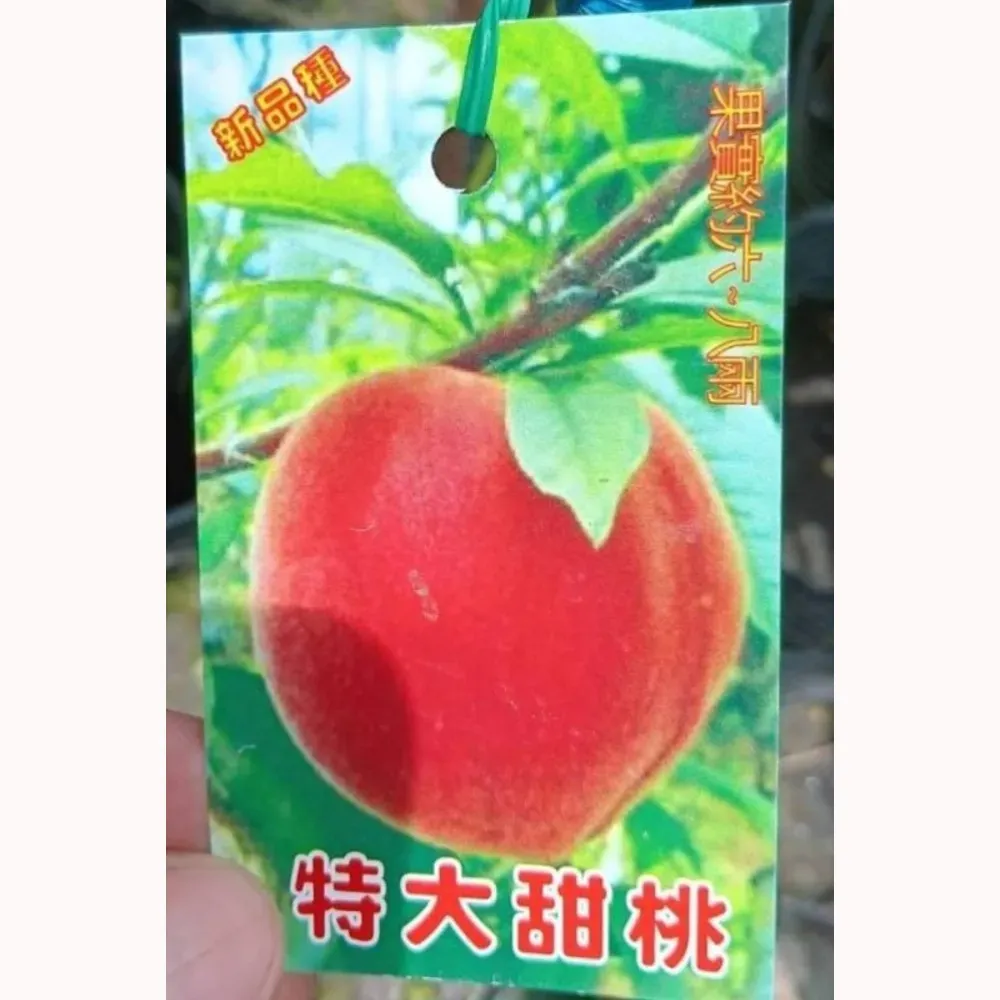特大甜桃
