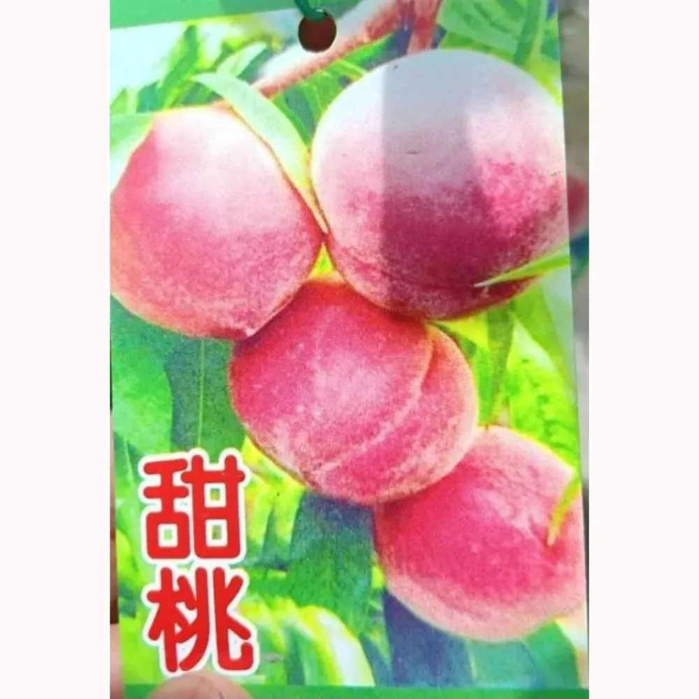 熱帶甜桃