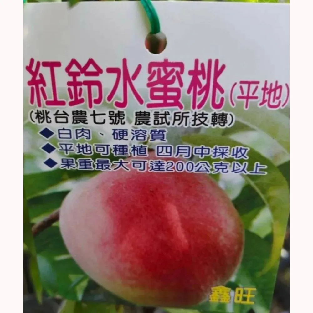 台農7號桃