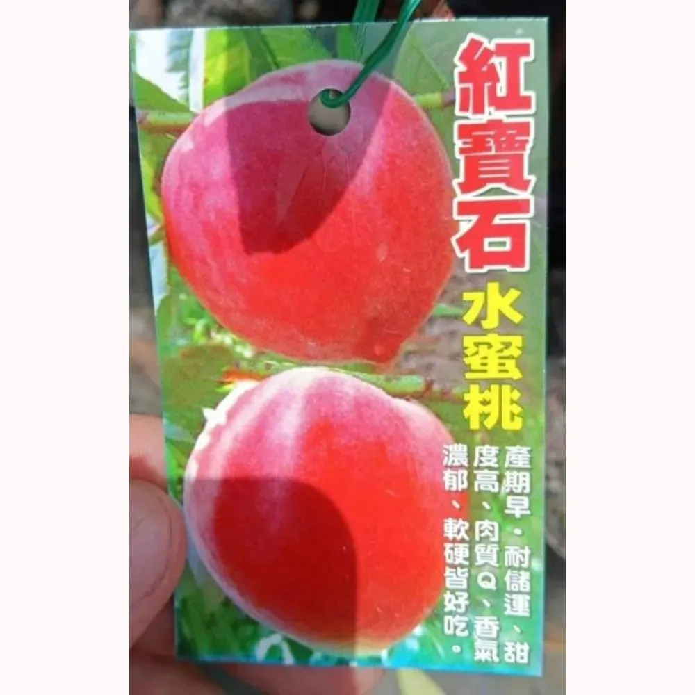 紅寶石水蜜桃