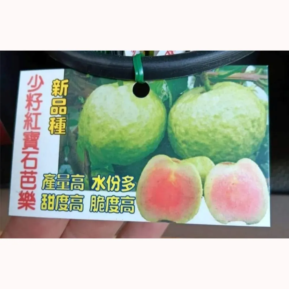 紅寶石少籽拔