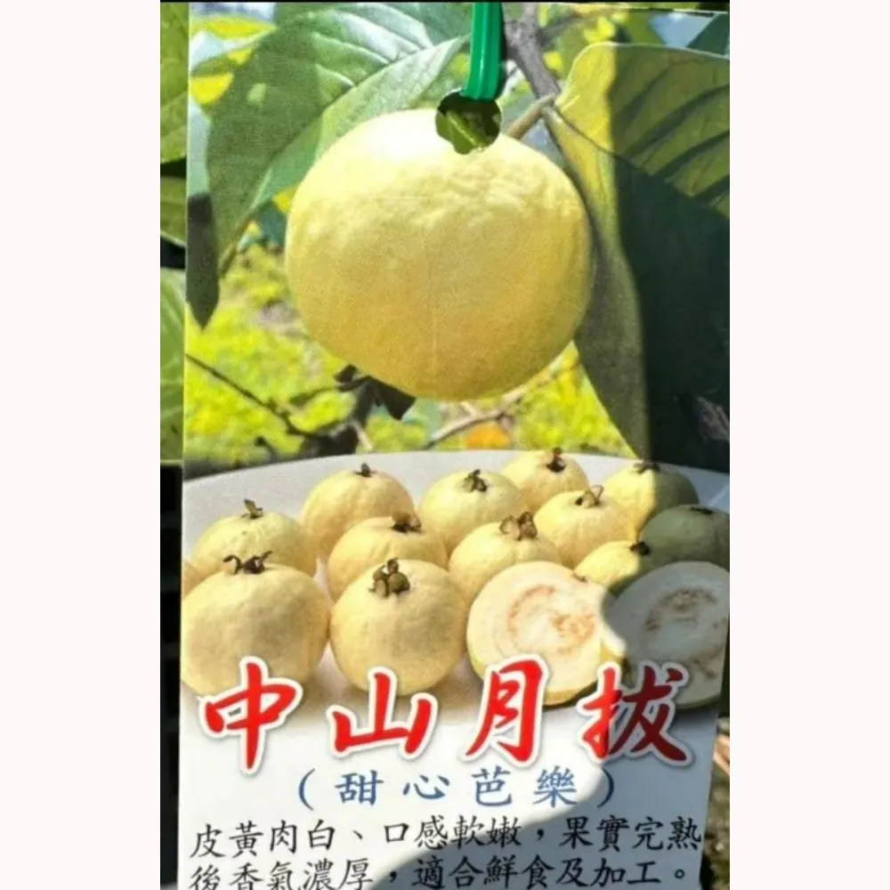 中山月拔(宜蘭軟拔)