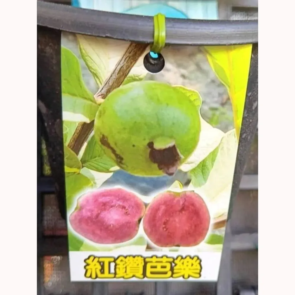 紅鑽拔