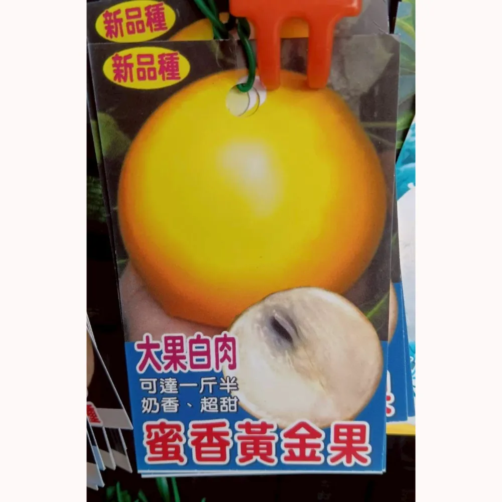 蜜香黃金果