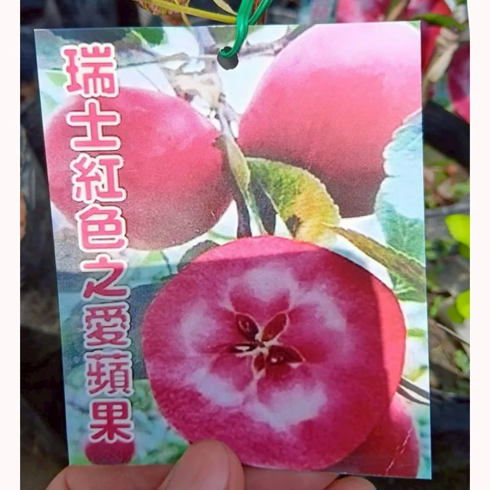 瑞士紅色之愛蘋果