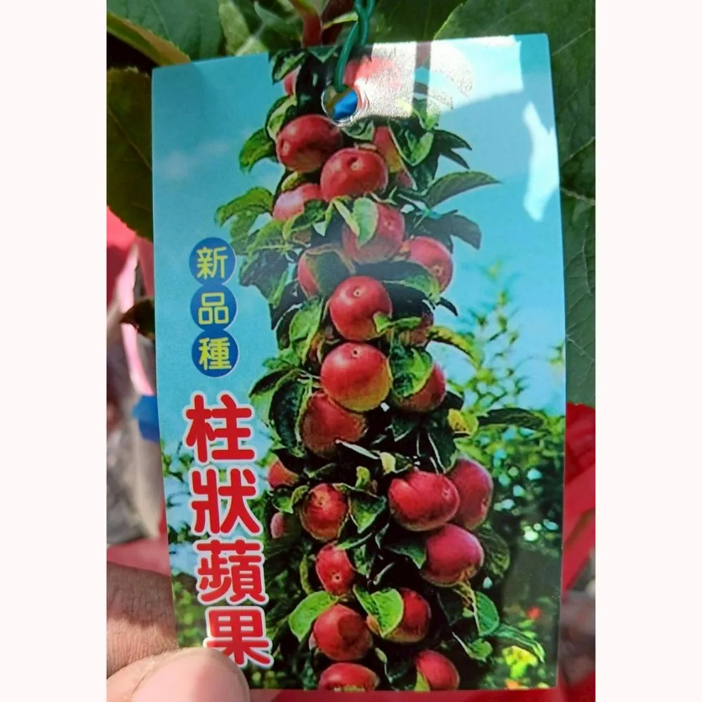 柱狀蘋果
